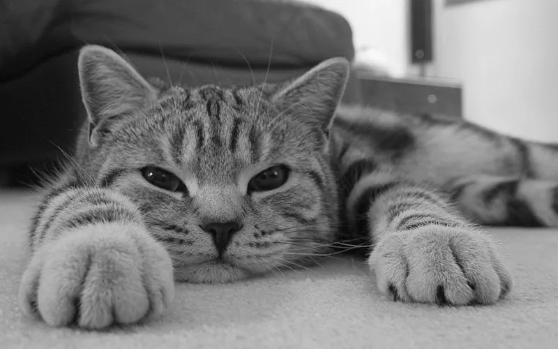 狗和猫智商哪个高,猫的智商到底有多高