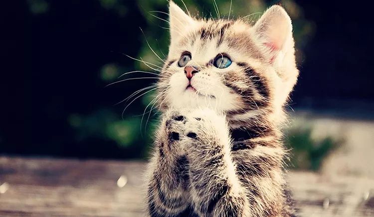 狗和猫智商哪个高,猫的智商到底有多高