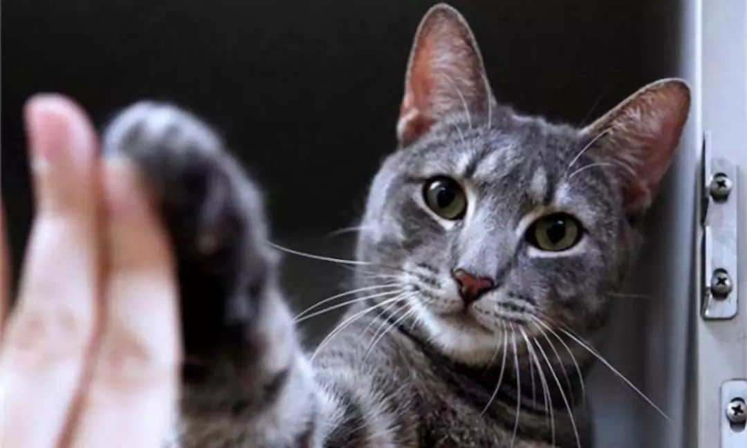 狗和猫智商哪个高,猫的智商到底有多高