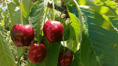 赣州车厘子最新官方消息,赣州产车厘子