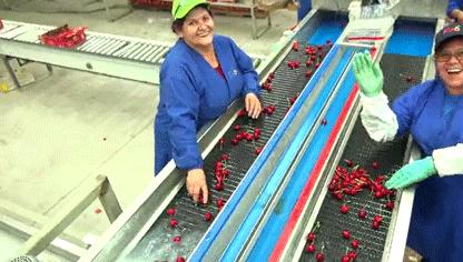 赣州车厘子最新官方消息,赣州产车厘子