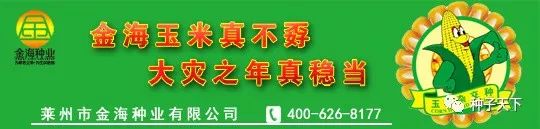 山东金海种业玉米种,全国十大玉米种业公司主打品种
