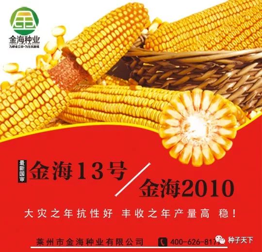 山东金海种业玉米种,全国十大玉米种业公司主打品种