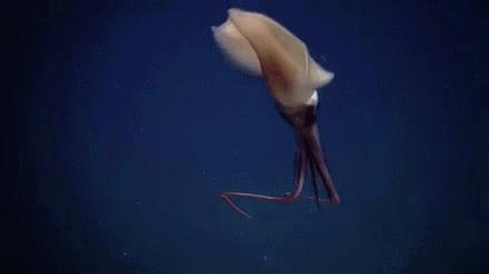 鱿鱼、鱼骨粒……LOHAS编辑部为什么吃零食吃到停不下来？