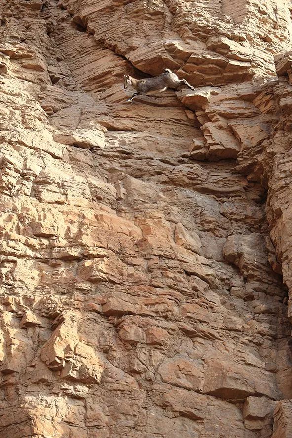 作为内蒙人，山羊这么牛的生物，竟然不了解？