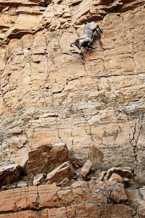 作为内蒙人，山羊这么牛的生物，竟然不了解？