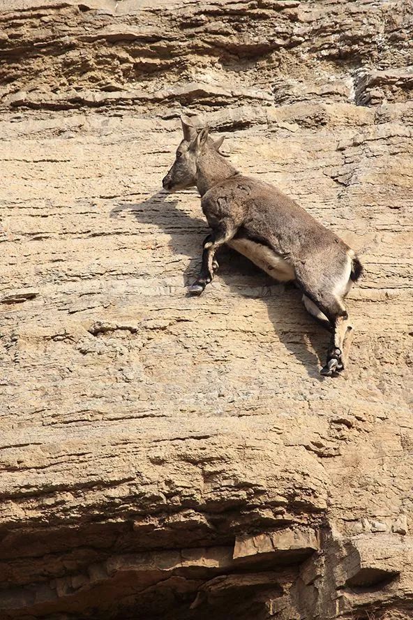 作为内蒙人，山羊这么牛的生物，竟然不了解？