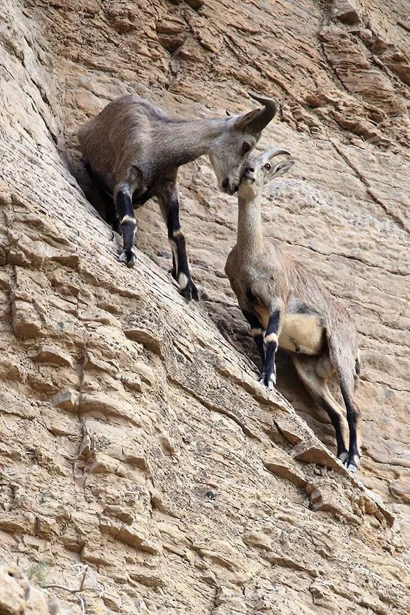 作为内蒙人，山羊这么牛的生物，竟然不了解？