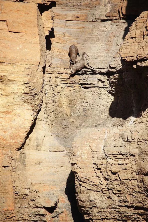 作为内蒙人，山羊这么牛的生物，竟然不了解？