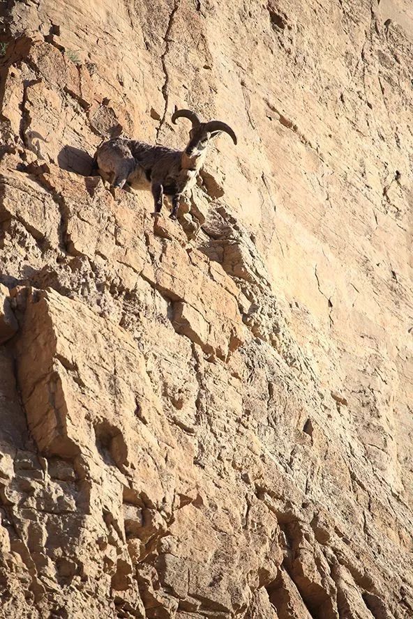 作为内蒙人，山羊这么牛的生物，竟然不了解？