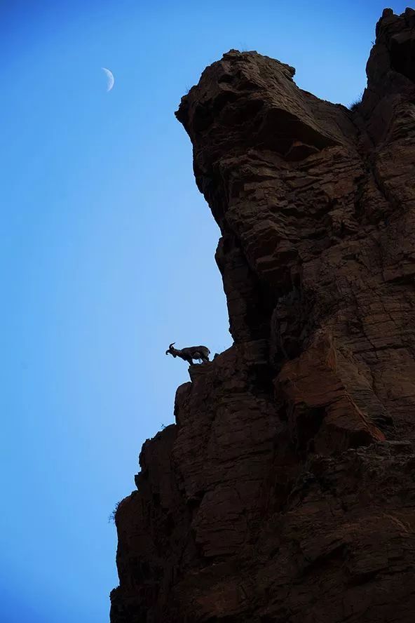 作为内蒙人，山羊这么牛的生物，竟然不了解？