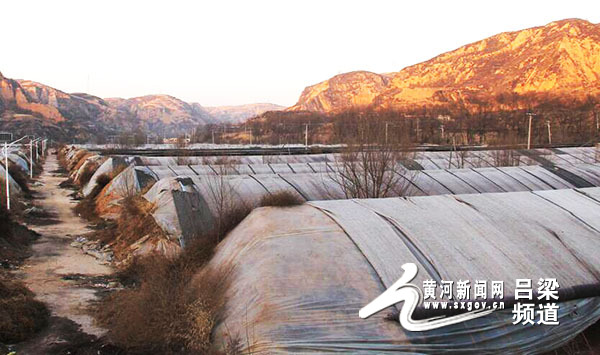 兴县：异乡女人大棚种草莓勤劳吃苦奔小康