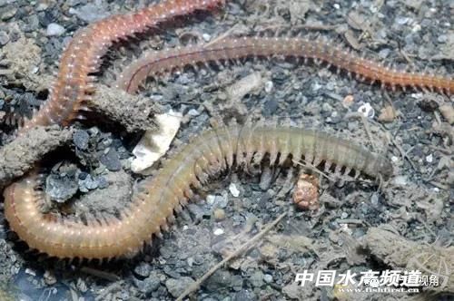 稻虾生态混养方法,白虾vs沙蚕