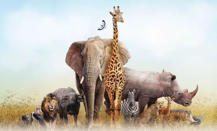 动物们生病怎么办,动物们怎么治疗自己的病