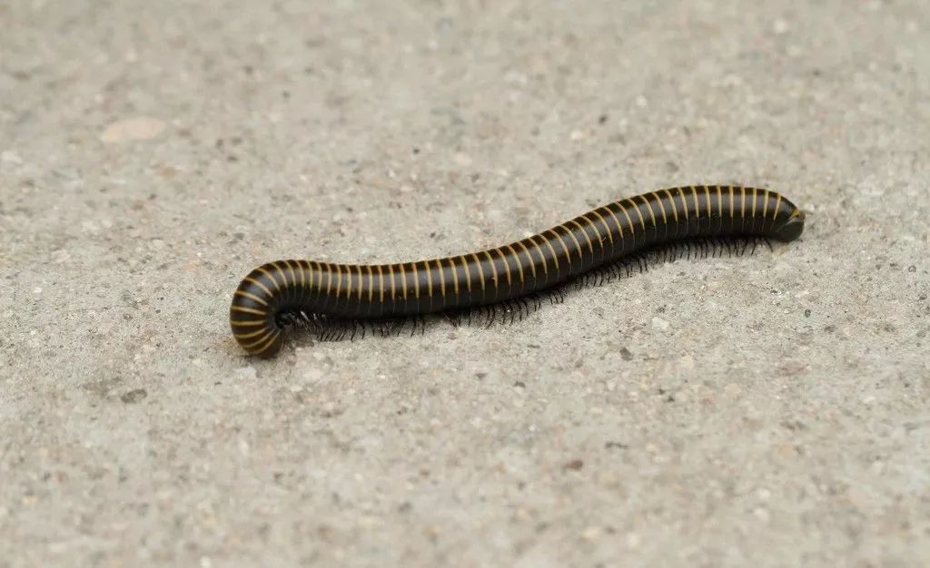 动物们生病怎么办,动物们怎么治疗自己的病