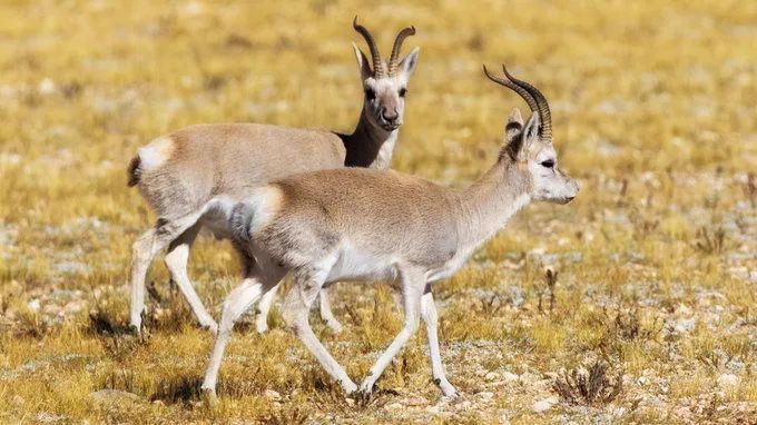乘坐青藏铁路到拉萨旅游攻略,坐青藏线去拉萨选什么时间