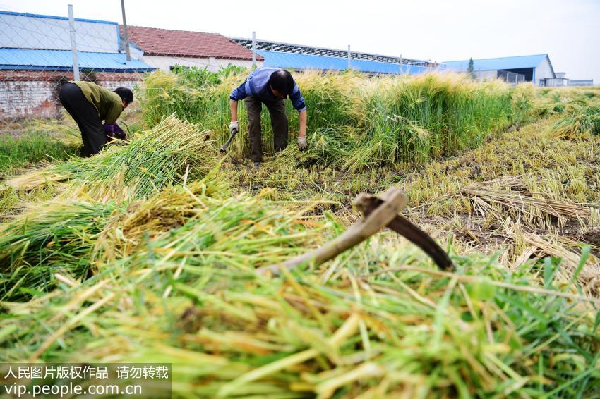 市场上的大麦青汁对身体有害吗,大麦青汁的缺点
