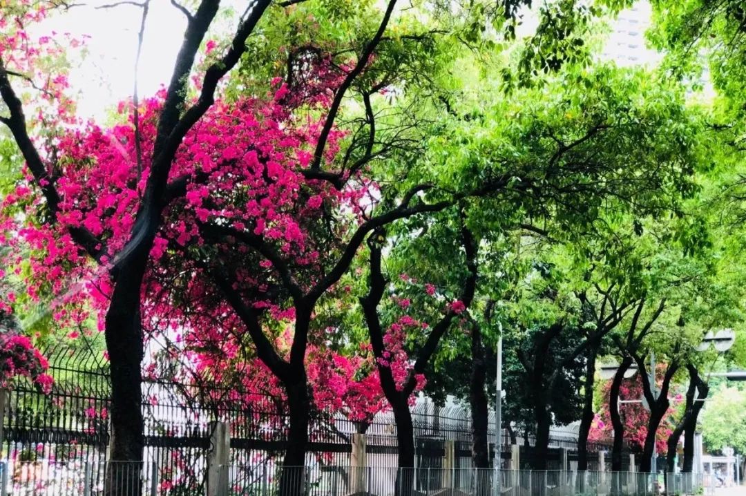 生活在蛇口是什么感觉,深圳蛇口本地人的生活