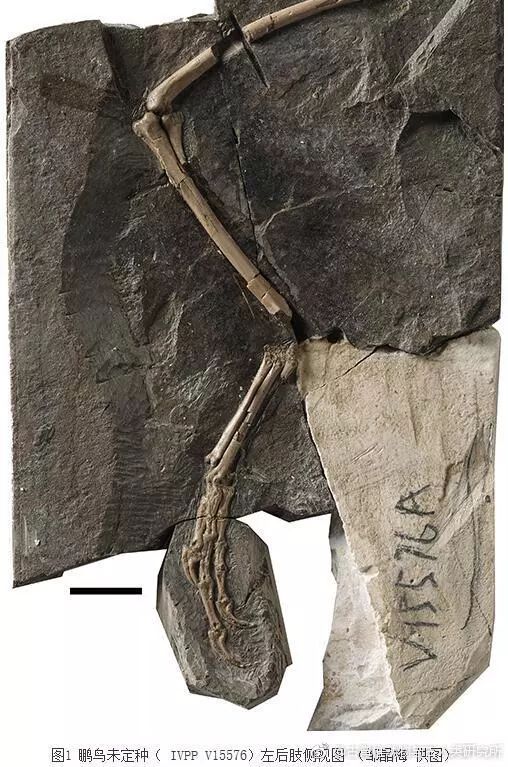 古生物最新发现,古生物化石信息