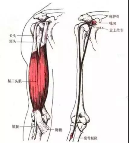 麒麟臂是每天练好还是隔天练,麒麟臂好用吗