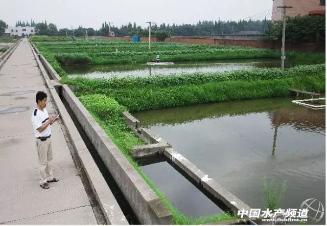 生态养鱼新模式,高档水产品养鱼最新模式