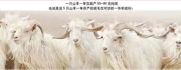 寒冬来袭！俗话说百病从寒生，人老腿先老，你该买条羊绒裤御寒了！