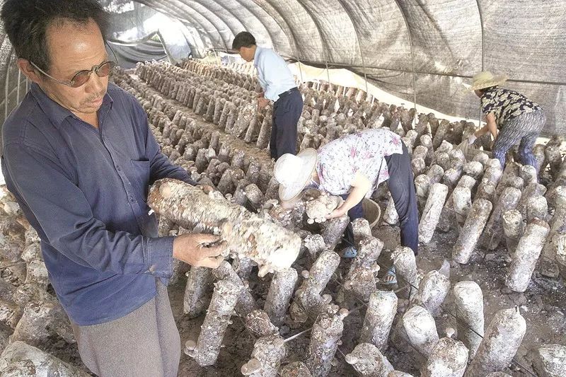 成县经济发展状况,成县发展目标