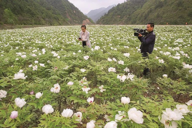 成县经济发展状况,成县发展目标