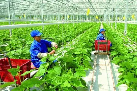 河北市级农业龙头企业条件,石家庄市龙头企业申报