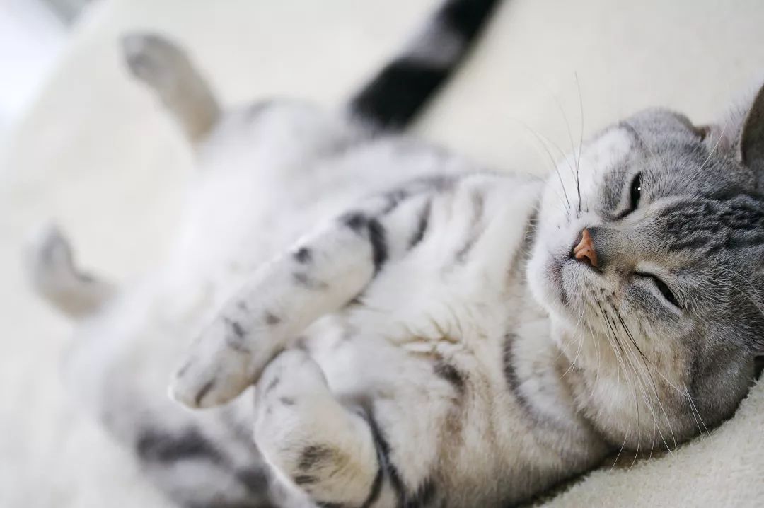 如何解决猫咪铲屎问题,当铲屎官犯二时猫咪在想什么