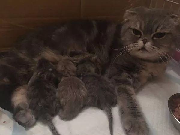 如何解决猫咪铲屎问题,当铲屎官犯二时猫咪在想什么