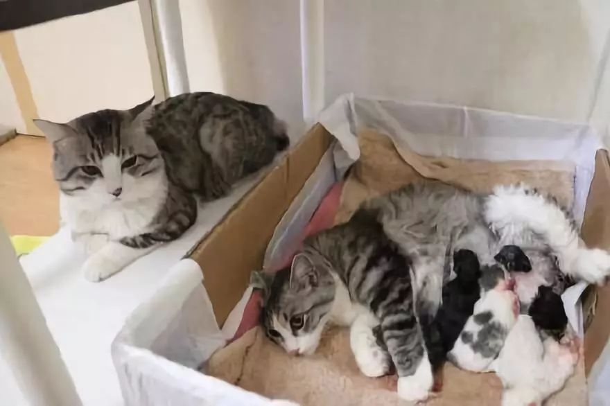 如何解决猫咪铲屎问题,当铲屎官犯二时猫咪在想什么