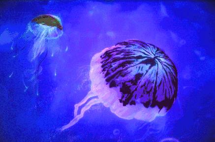 去看美人鱼咯,168元抢极地海洋世界一大一小超值套餐!