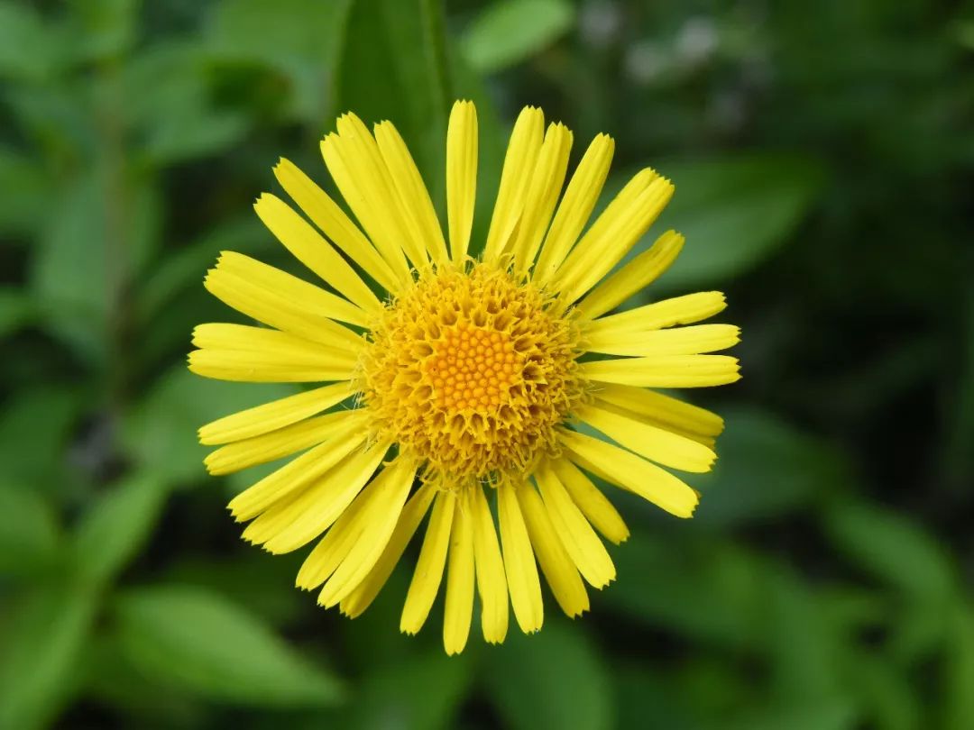 龙猫30年视频,龙猫三十年后是什么样子