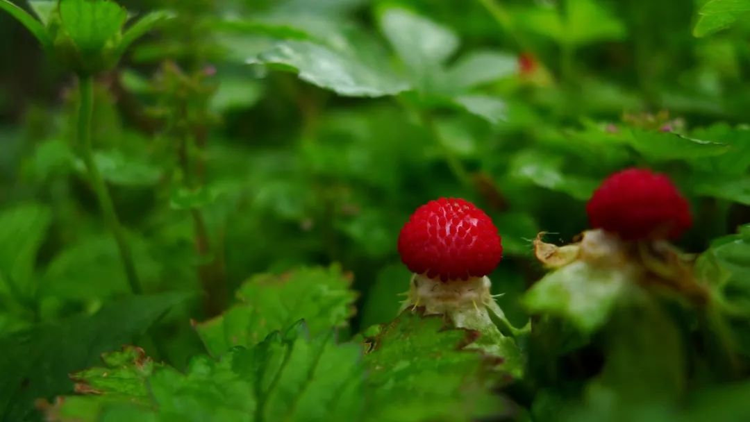 龙猫30年视频,龙猫三十年后是什么样子