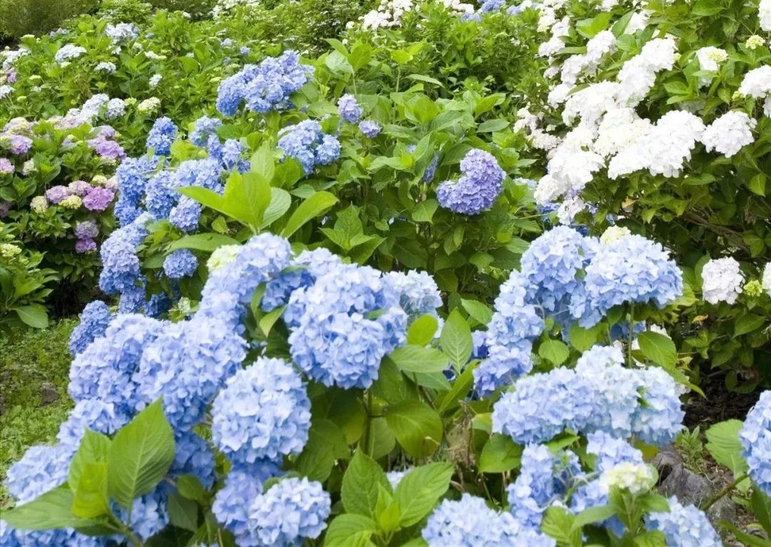 龙猫30年视频,龙猫三十年后是什么样子