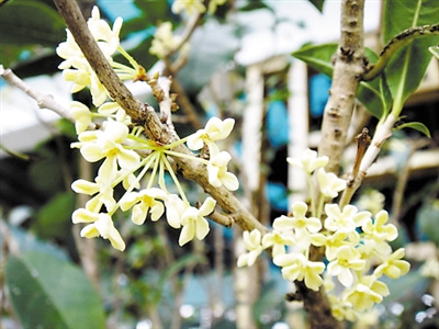 广州最大的鲜花交易市场,广州岭南鲜花网上批发