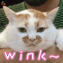 猫癣传染了给人该怎么办,人被传染上猫癣能用皮特芬吗