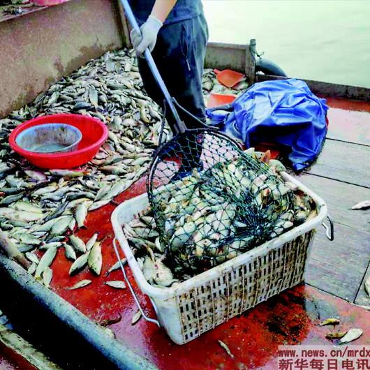电鱼船摸黑“酷捕滥捞”，几秒钟让鱼虾蟹贝“断子绝孙”