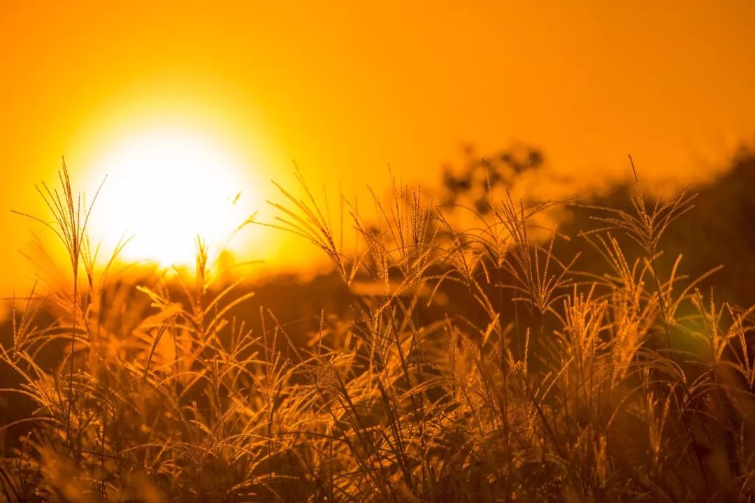 三十首顶级春节意境诗词,十首绝美春节诗词翻译