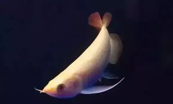 鱼种法拉利,观赏鱼有多美