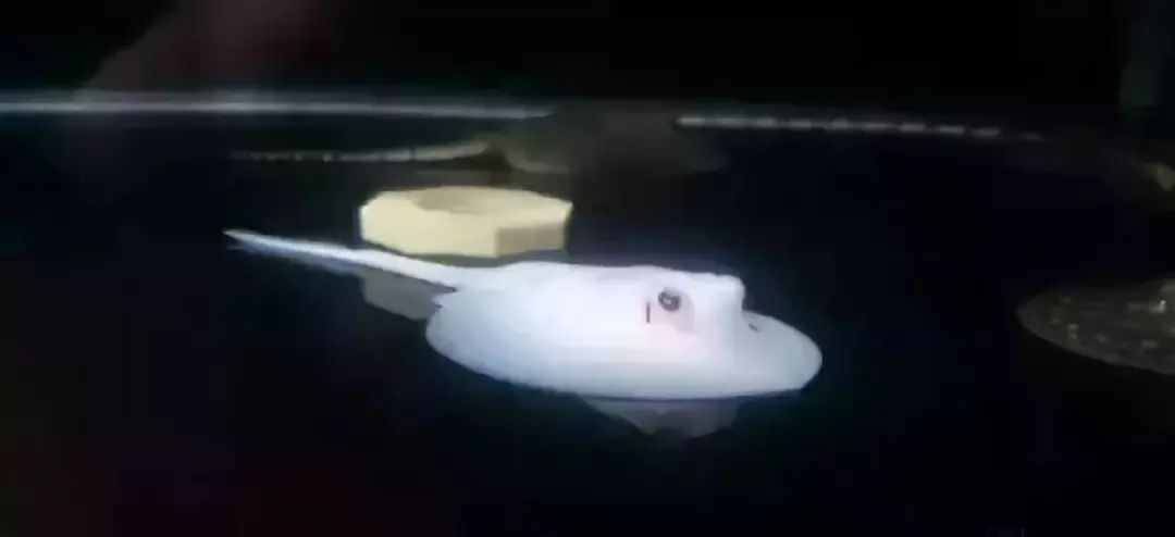 鱼种法拉利,观赏鱼有多美