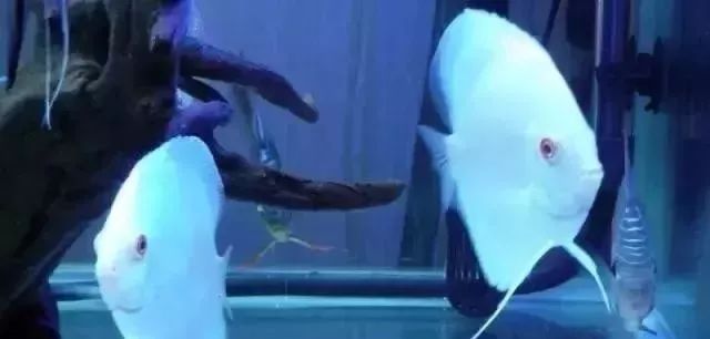 鱼种法拉利,观赏鱼有多美