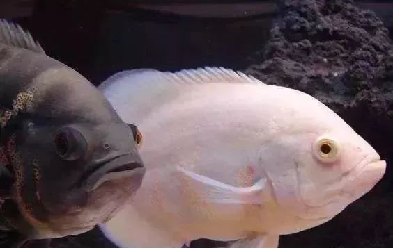 鱼种法拉利,观赏鱼有多美