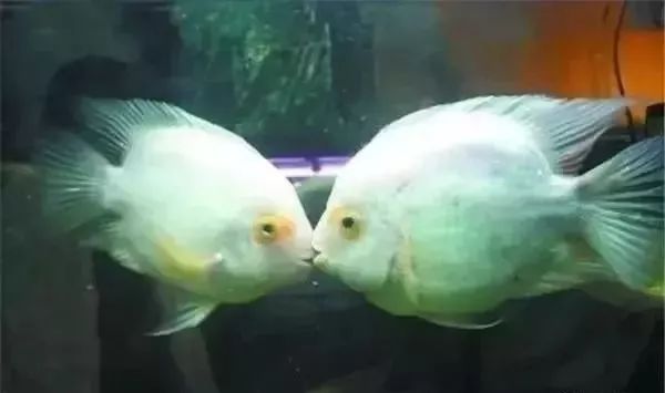 鱼种法拉利,观赏鱼有多美