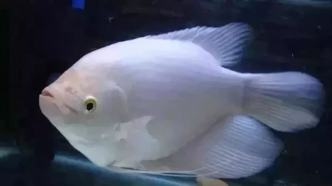 鱼种法拉利,观赏鱼有多美