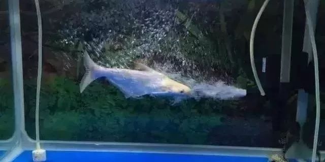 鱼种法拉利,观赏鱼有多美