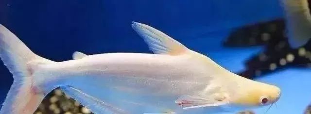 鱼种法拉利,观赏鱼有多美