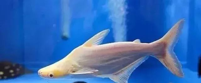 鱼种法拉利,观赏鱼有多美