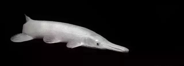 鱼种法拉利,观赏鱼有多美